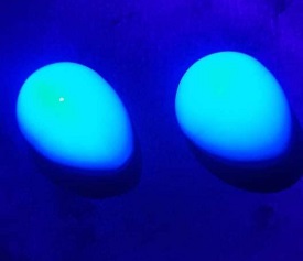 Salg af gennemfarvet plastik UV æg til fælder