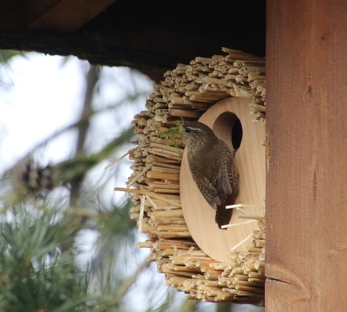Gærdesmutte bygger rede i Bird Box
