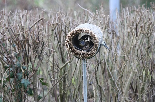 Bird Box fuglehus som spurvehøgsikkert foderbræt